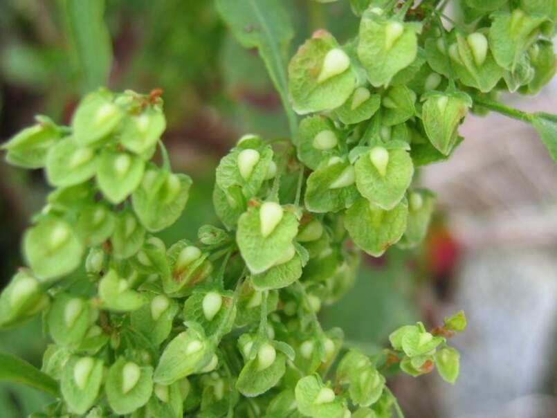 Cactusweed Seeds for Planting (50 Seeds) - Rumex crispus< Curly Dock Seeds