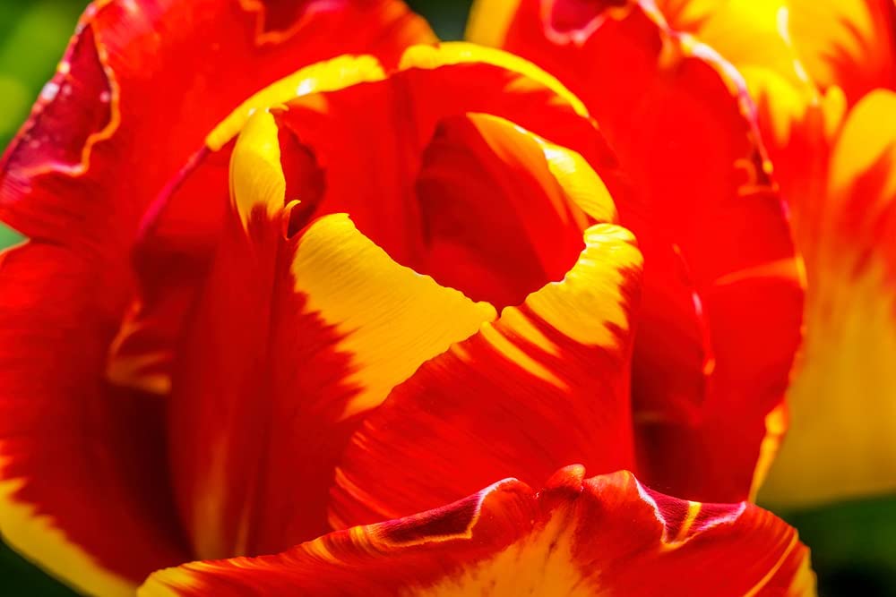 10 Red & Gold Rembrandt Tulip Bulbs for Planting - Easy to Grow - Made in USA, Ships from Iowa