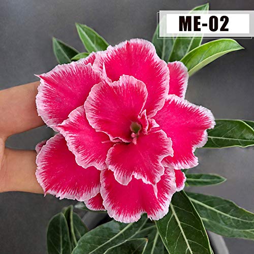 15 Seeds Desert Rose Seeds,Colorful Rose hep Flower Seeds for Home Balcony Garden Yard Potted Decoration