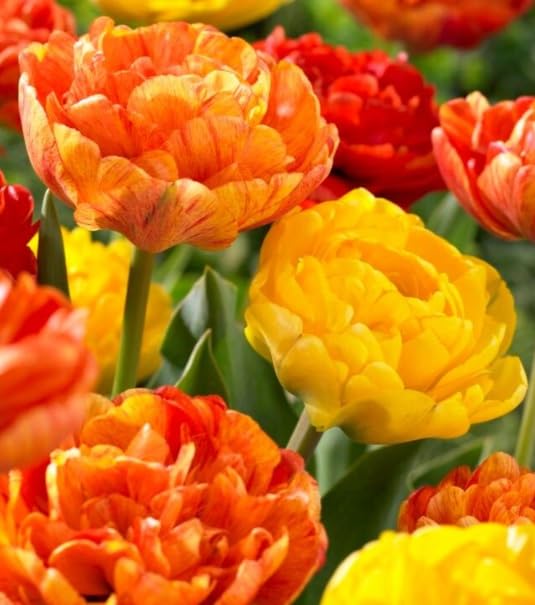 Spring Joy Double Mixed Tulip Bulbs for Planting - Easy to Grow, Plant in Fall, Winter or Early Spring