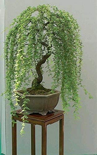 Green Weeping Willow Tree Cutting - Thick Trunk Start, A Must Have Dwarf Bonsai Material.