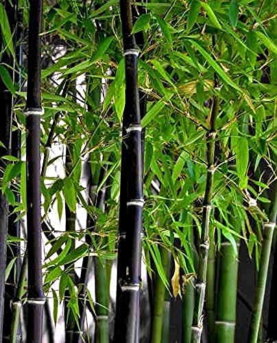 Black Bamboo Seeds for Planting - 150+ Seeds - Grow Black Bamboo, Privacy Screen, Good for Environment - Ships from Iowa