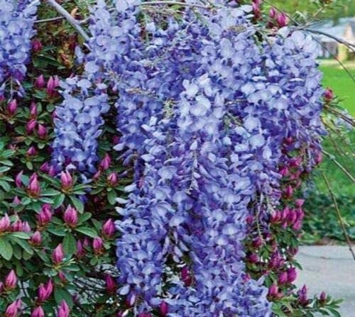 Purple Chinese Wisteria Seedlings for Planting - Live Tree Seedling to Grow - Wisteria sinensis - No Ship to California