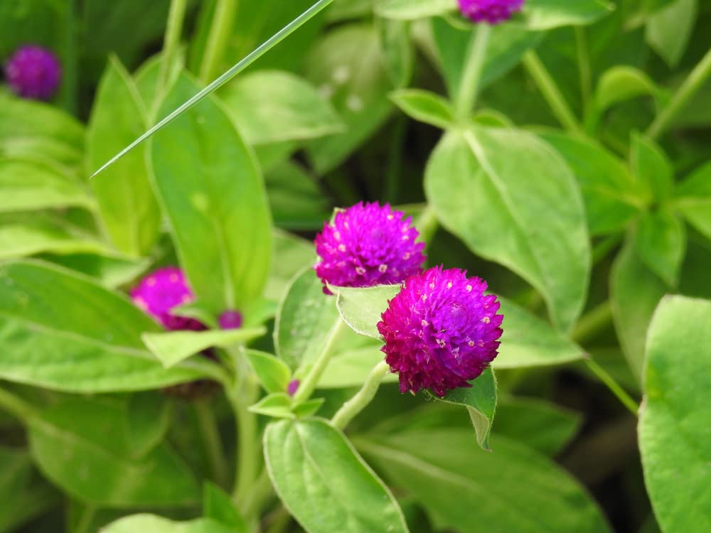 Globe Amaranth Seeds for Planting - Gomphrena (Gomphrena Globosa Purple) - Stunning Purple Flowers