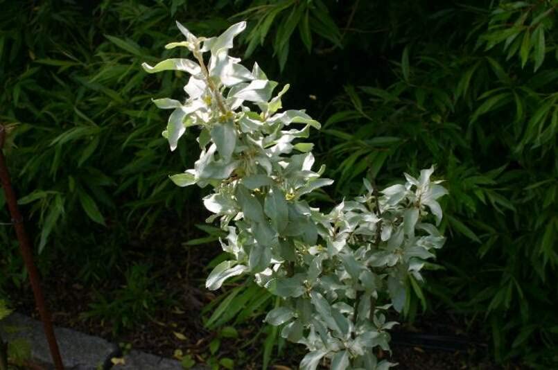 American Silverberry Bush Seeds for Planting (5 Rare Seeds) - Elaeagnus commutata