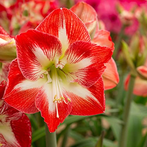 Amaryllis Bulb Kit with Pot Gift, White Red Amaryllis Growing Kit, Large Flower Bulb Hippeastrum Prepotted
