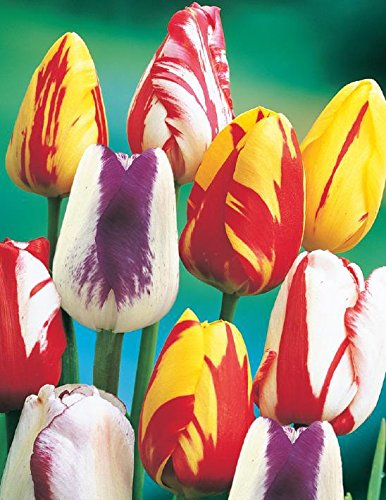 10 Rembrandt Mix Tulip Bulbs - Tulipa Parrot