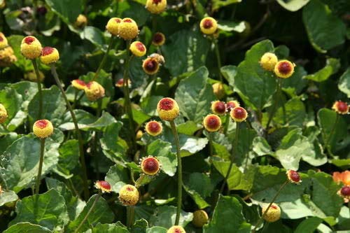 Toothache/Eyeball Plant Spilanthes Oleracea Flower Seeds Red Yellow Jocad (100 Seeds)