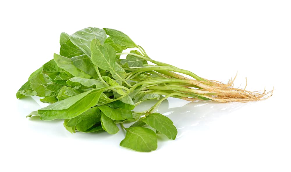 Green Chinese Spinach Seeds for Planting - 100+ Seeds - Ships from Iowa, USA. Very Healthy Edible Spinach