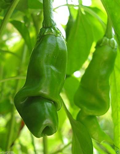 Peter Pepper Seed,Yellow,a.k.a.The Peter Pepper or Penis Pepper,Capsicum annuum.(25 Seeds)