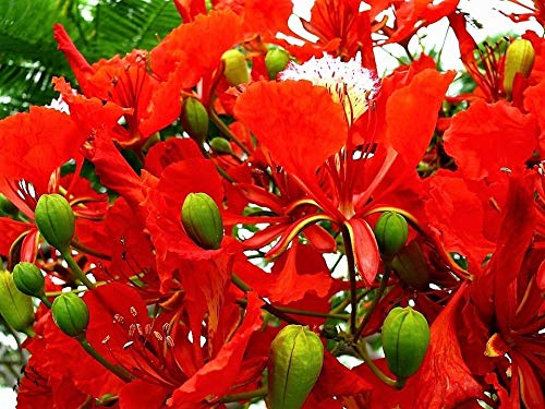 Royal Poinciana Tree Delonix Regia Aka Red Flame Flamboyant Tree Flower Jocad (10 Seeds)