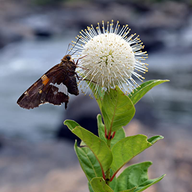 Buttonbush Tree Plant (Cephalanthus Occidentalis), 2-3 Ft Tall Live Plant Shrub