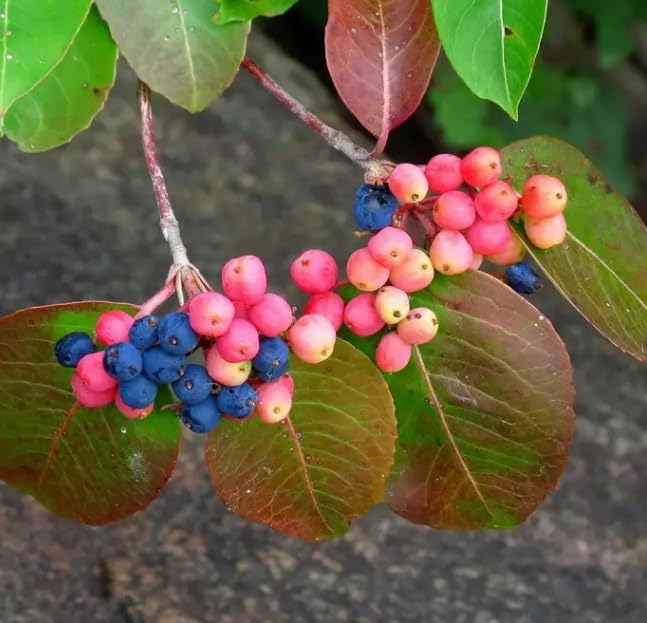 20 Wild Raisin Bush Seeds for Planting - Possumhaw - Viburnum cassinoides