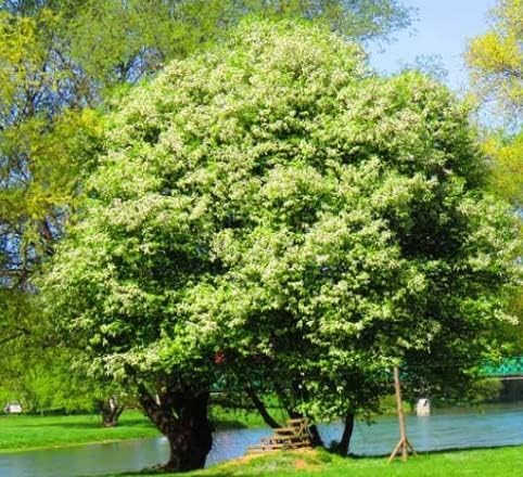 Black Cherry Tree Seedlings for Planting - No Ship to California