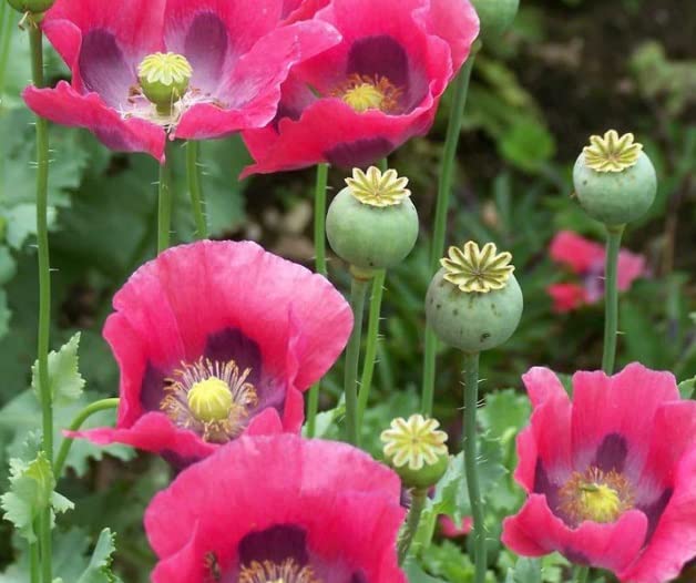 Exotic Strains of Poppy Seeds for Planting (200 Seeds Per Packet) - Easy to Grow, Ships Fron Iowa, USA