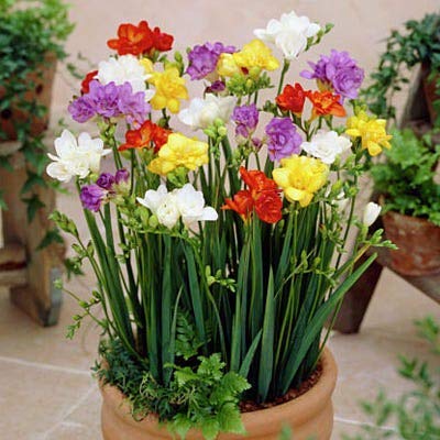 Freesia Mixed Colors Bulbs for Spring Planting - 10 Bulb Mix Pack - Large Healthy Bulbs Ship from Iowa - Great for Container or Outdoor Growing