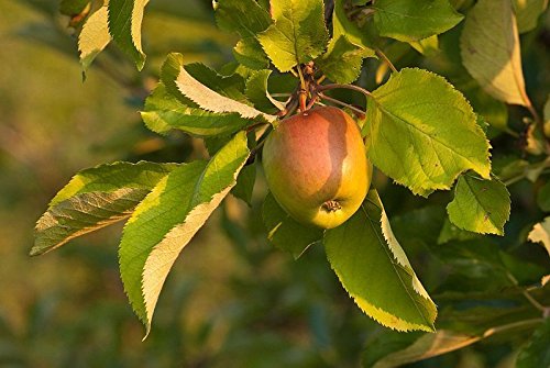 European Crab Apple, (French Crabapple), Malus Sylvestris, Tree 20 Seeds