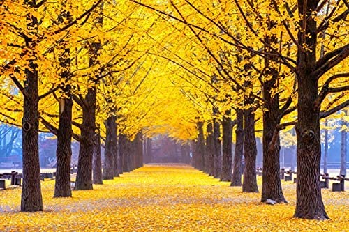 Gingko Biloba Tree Seeds to Plant - Edible Leaves Promote Memory and Vigor - Ginko Seeds