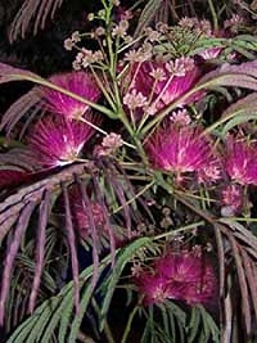 Albizia Summer Chocolate Purple Mimosa Tree Seeds!