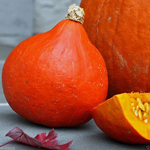 Red Kuri Squash Seeds- Open-Pollinated,Japanese kabocha Pumpkin, (10 Seeds)