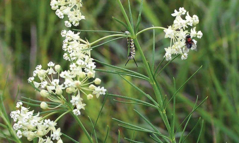 White Swamp Milkweed Native Seeds for Planting (100 Seeds) - Whorled Milkweed - Asclepias verticillata - Great for Butterflies