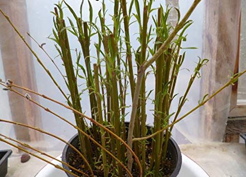 16+ Thin Gold Weeping Willow Tree Cuttings. Pencil size or Smaller. Grow 16+ Trees