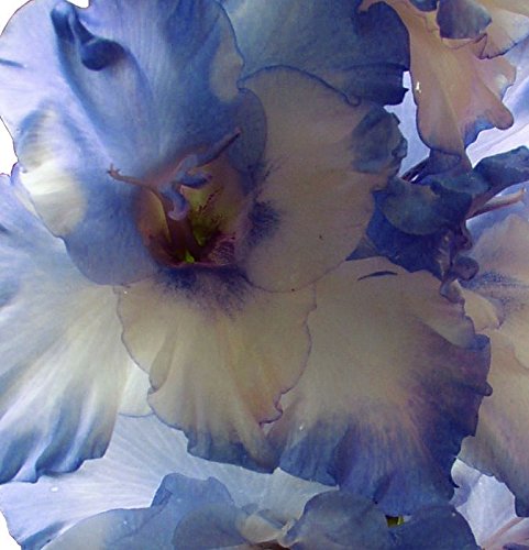 Made and Shipped in USA, Large Bulbs, (5) Beautiful Flowering Perennials, Sale-Sword Lily, Gladiolus Bulbs, Deluxe Giant Mix