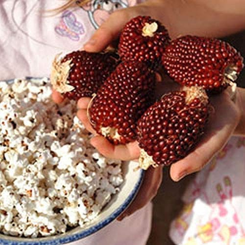 Red Popcorn Seeds to Grow - 25+ Seeds - Made in USA. Grow your own Strawberry Popcorn