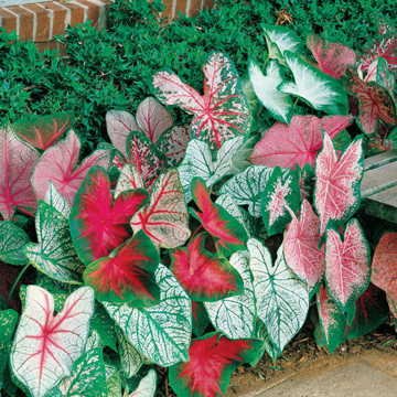 Caladium Tropical Mix(12 Bulbs) Rich red Foliage with Contrasting Green Borders