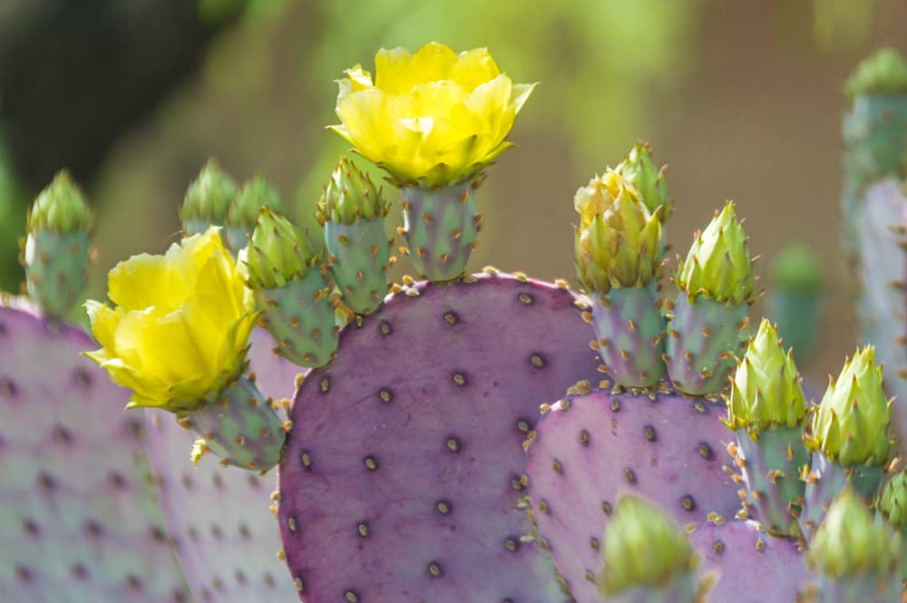 Purple Prickly Pear Cactus Seeds - 50+ Seeds - Ships from Iowa, USA - Grow Exotic Cacti