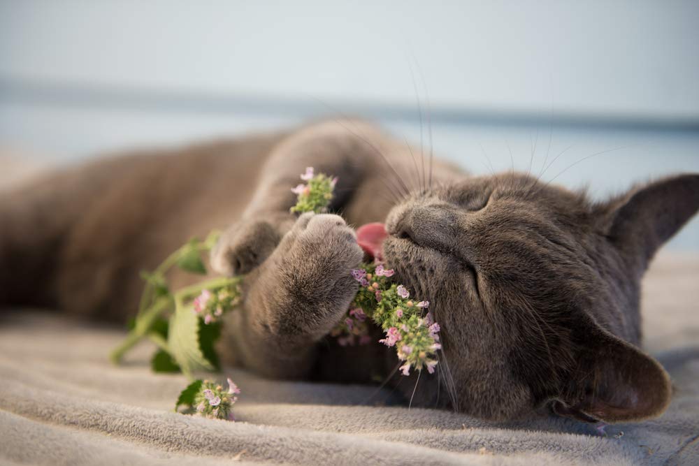 Catnip Seeds to Grow | 150+ Seeds | Cats go Wild for This Easy to Grow Herb | Grow Indoor or Outdoor Cat Nip
