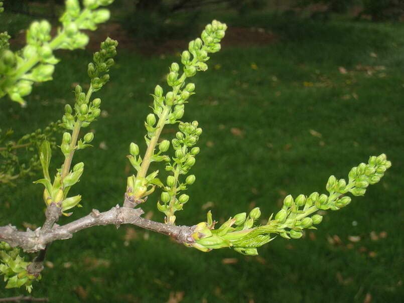 Yellowhorn Bush Seeds for Planting (6 Large Seeds) - Exotic Blooms All Season - Xanthoceras sorbifolium