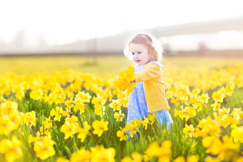 25 Yellow Daffodil Bulbs for Planting - Dutch Master Value Bag - Plant in Gardens, Borders & Flowerbeds - Bulb Size 10/12 cm - Easy to Grow Fall Flowers