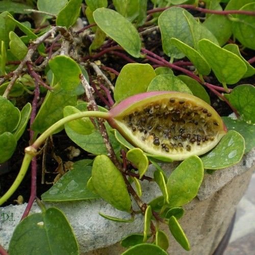 Caper Bush Seeds (Capparis Spinosa) 25+Seeds