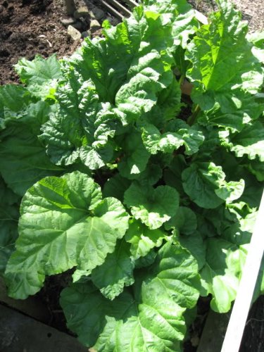 25 VICTORIA RHUBARB (Pieplant) Rheum Rhabarbarum Fruit Vegetable Seeds