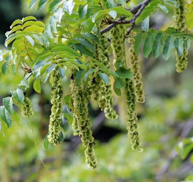 Caucasian Wingnut Tree Seeds for Planting (10 Seeds) - Pterocarya fraxinifolia
