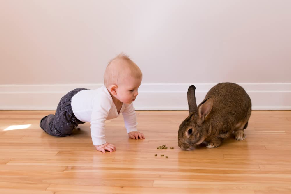 CZ Grain Premium Rabbit Pellets for Feeding - All Natural Adult Rabbit Pellets