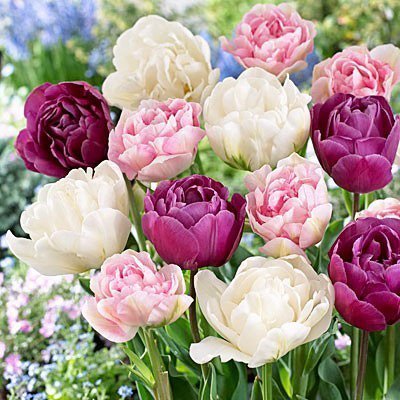 30 Double Late Mixture Tulip Bulbs - Tulipa Double Late
