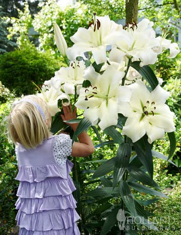 Giant Lily "Pretty Woman" Bulbs for Planting