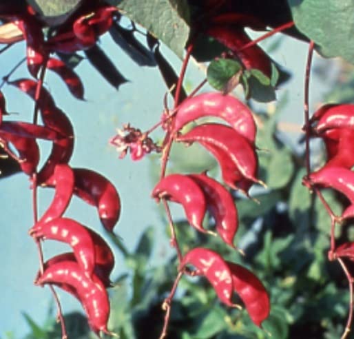 Pink Hyacinth Bean Vine Seeds - 10 Seeds - Grow Pink Pod Beans - Murasakiiorhana Fujimame