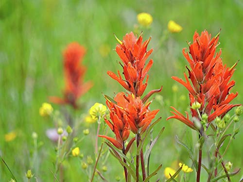 Indian Paintbrush Rare Flower 340 Seeds! GroCo US USA