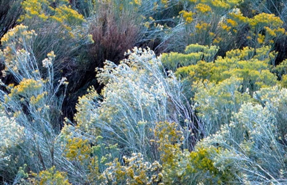 100 Blue Rabbit Bush Seeds for Planting - Hardy Perennial