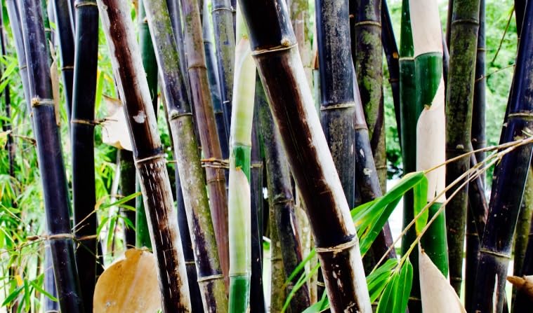 200+ Fresh Black Bamboo Seeds for Planting | Great for Privacy, Fast Growing