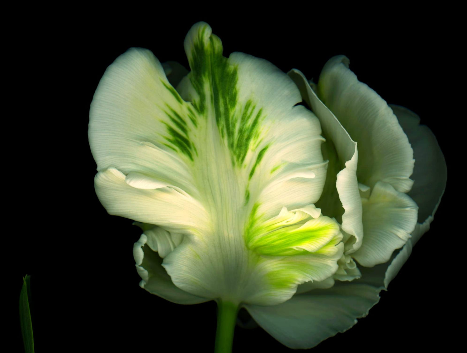 10 Snow White Parrot Tulip Bulbs for Planting - Easy to Grow