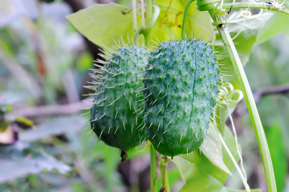 Wild Cucumber Seeds for Planting (30 Seeds) - Echinocystis lobata