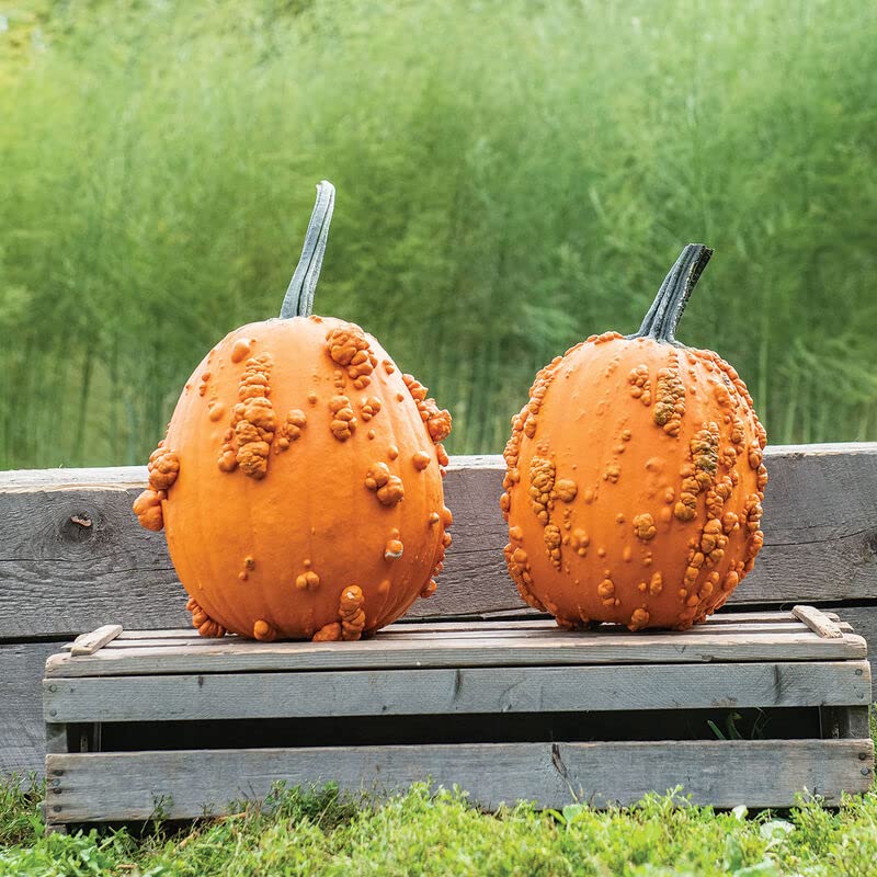Scarface Pumpkin Seeds for Planting (10 Seeds)