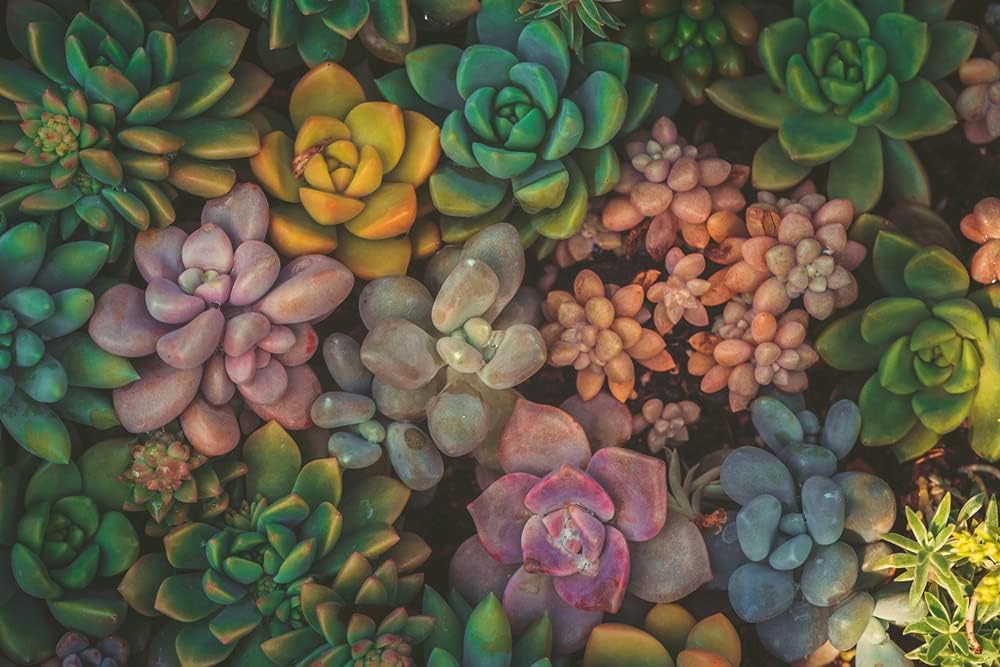 Succulent Seeds Mix - 30 Seeds - Echeveria Species Mix - Ships from Iowa, USA - Grow Exotic Succulent Cacti