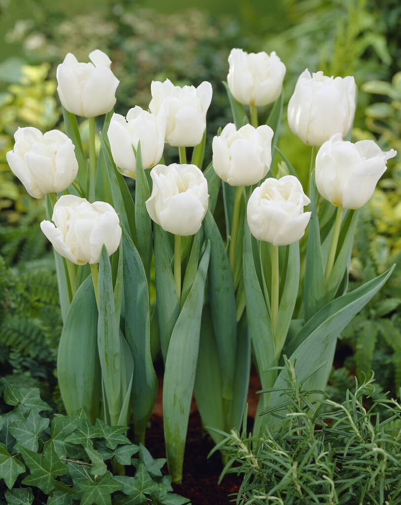 Mondial Double Mid Tulip Bulbs for Planting - Easy to Grow Perennial Tulips