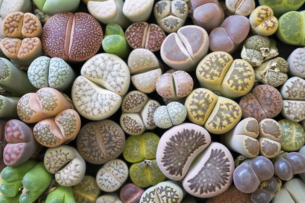 Lesliei Living Stones 25 Mixed Color Seeds - Ships from Iowa, USA