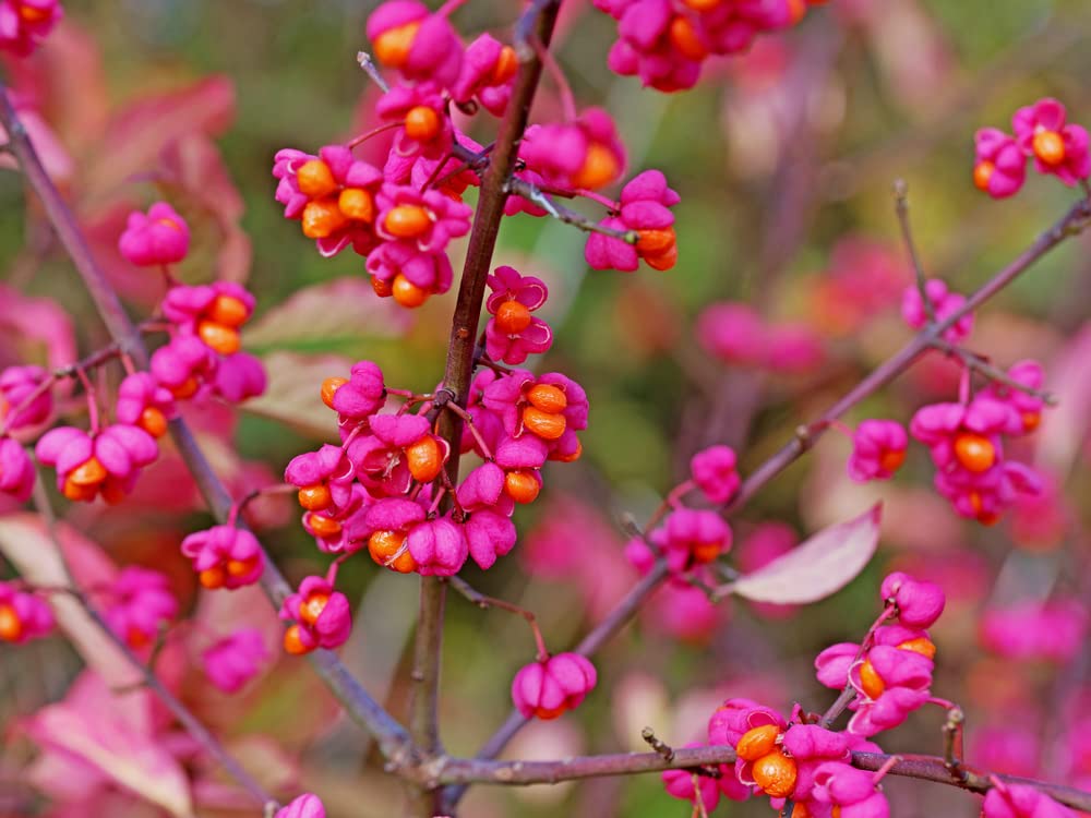 Spindle Tree Seeds for Planting - 10 Seeds - Euonymus latifolius